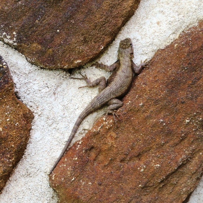 Spiny lizard on stone wall