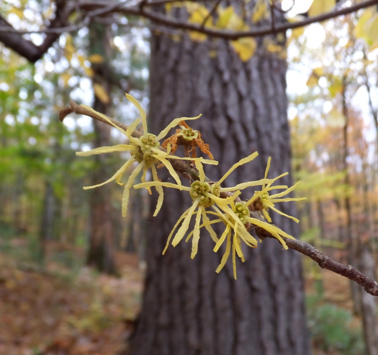 Witch hazel flowers