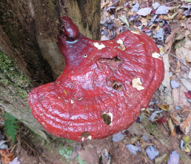 Red crescent-shaped fungi