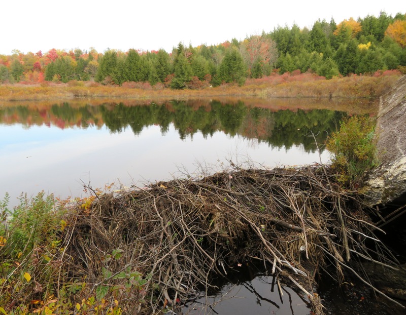 Beaver dam forming lake