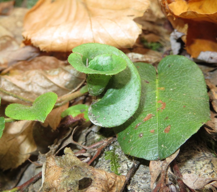 Spiral-shaped leaf