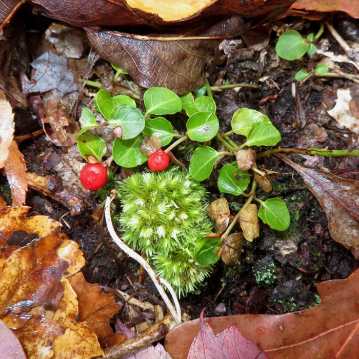 Partridgeberries