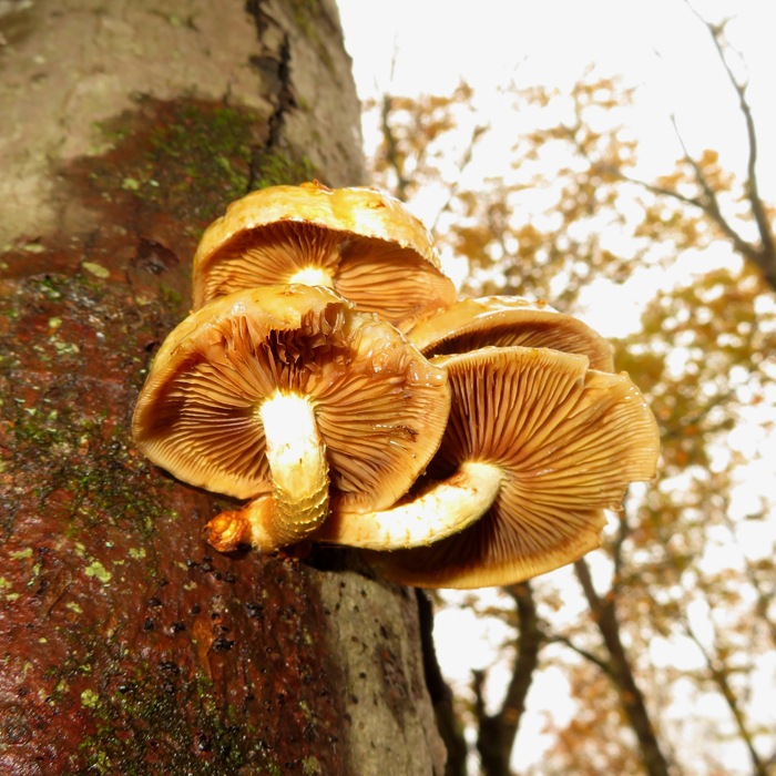 Gilled mushrooms