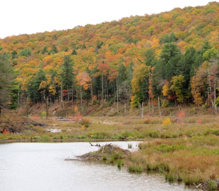 Beaver lodge on the creek