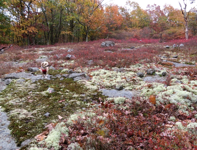 Daphne with moss growing on rocks