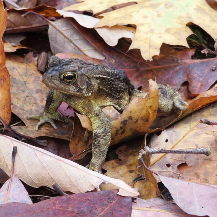 Some kind of toad