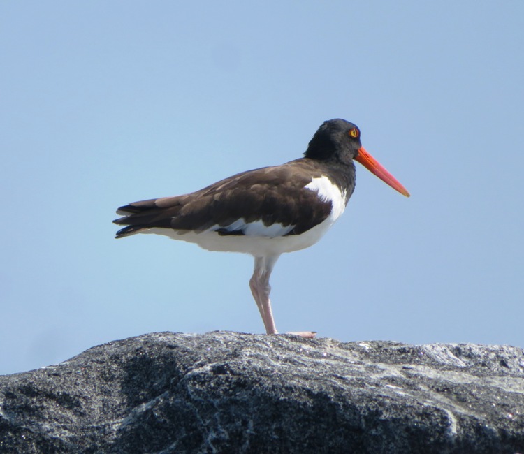 Oystercatcher looking away from the camera