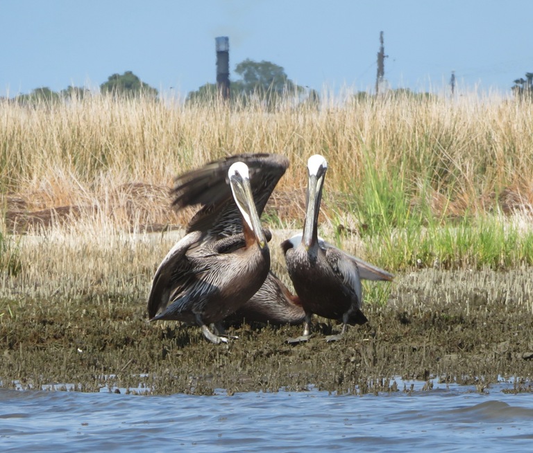 Three pelicans