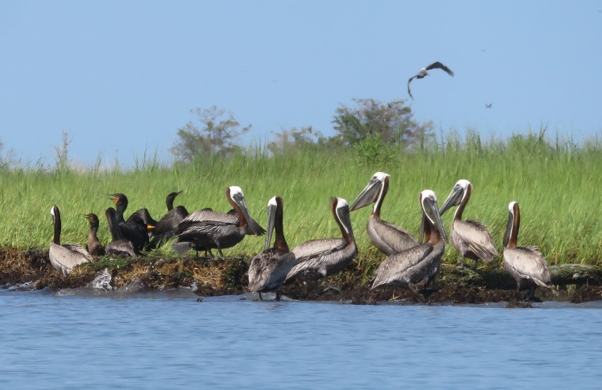 Pelicans and cormorants with a pelican in flight