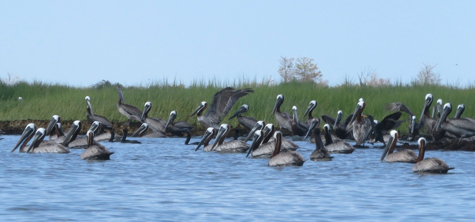 About three dozen pelicans, most on the water