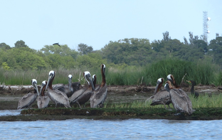 Pelicans with some showing red on the backs of their necks