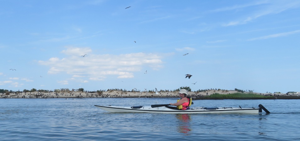 Woman in white kayak with rookery behind