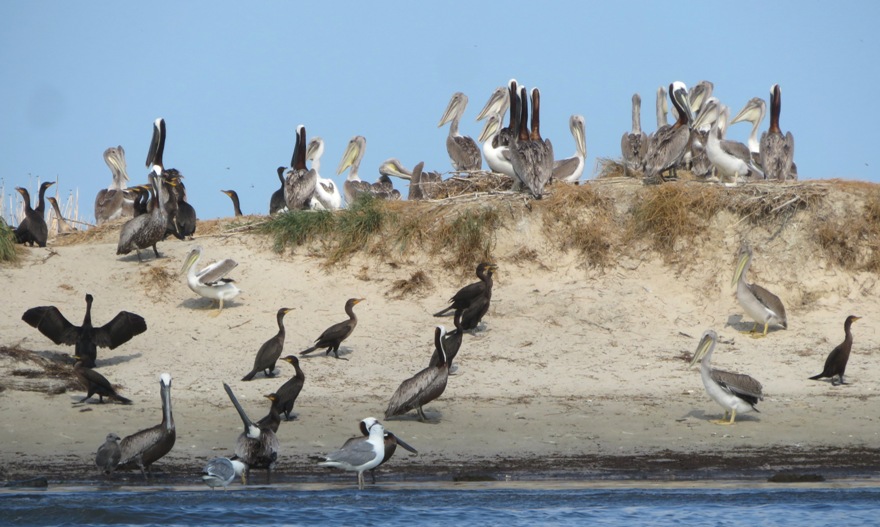 Several juvenile pelicans and a few nests