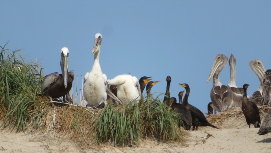 Large juvenile pelicans, an adult pelican, and cormorants