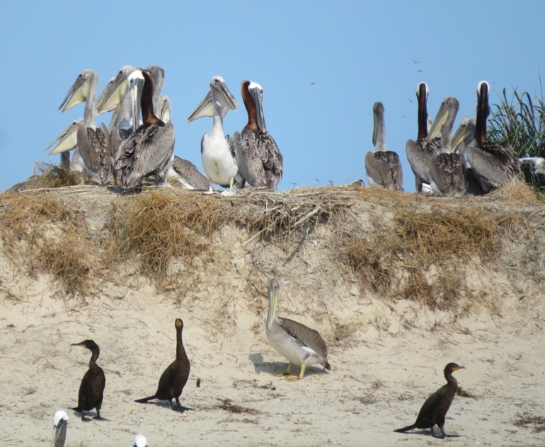 Dragonflies flying around juvenile pelicans