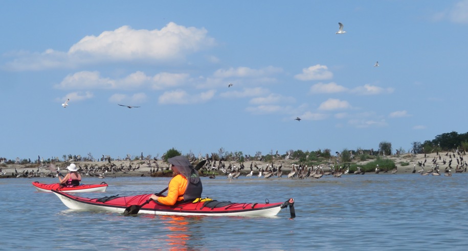 Two kayakers with rookery in the background