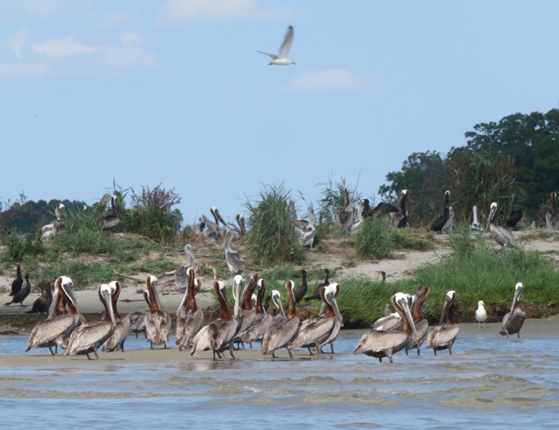 Pelicans standing in shallow water.