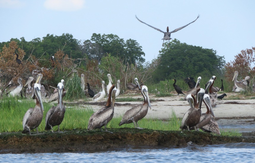 Pelicans with one in the air