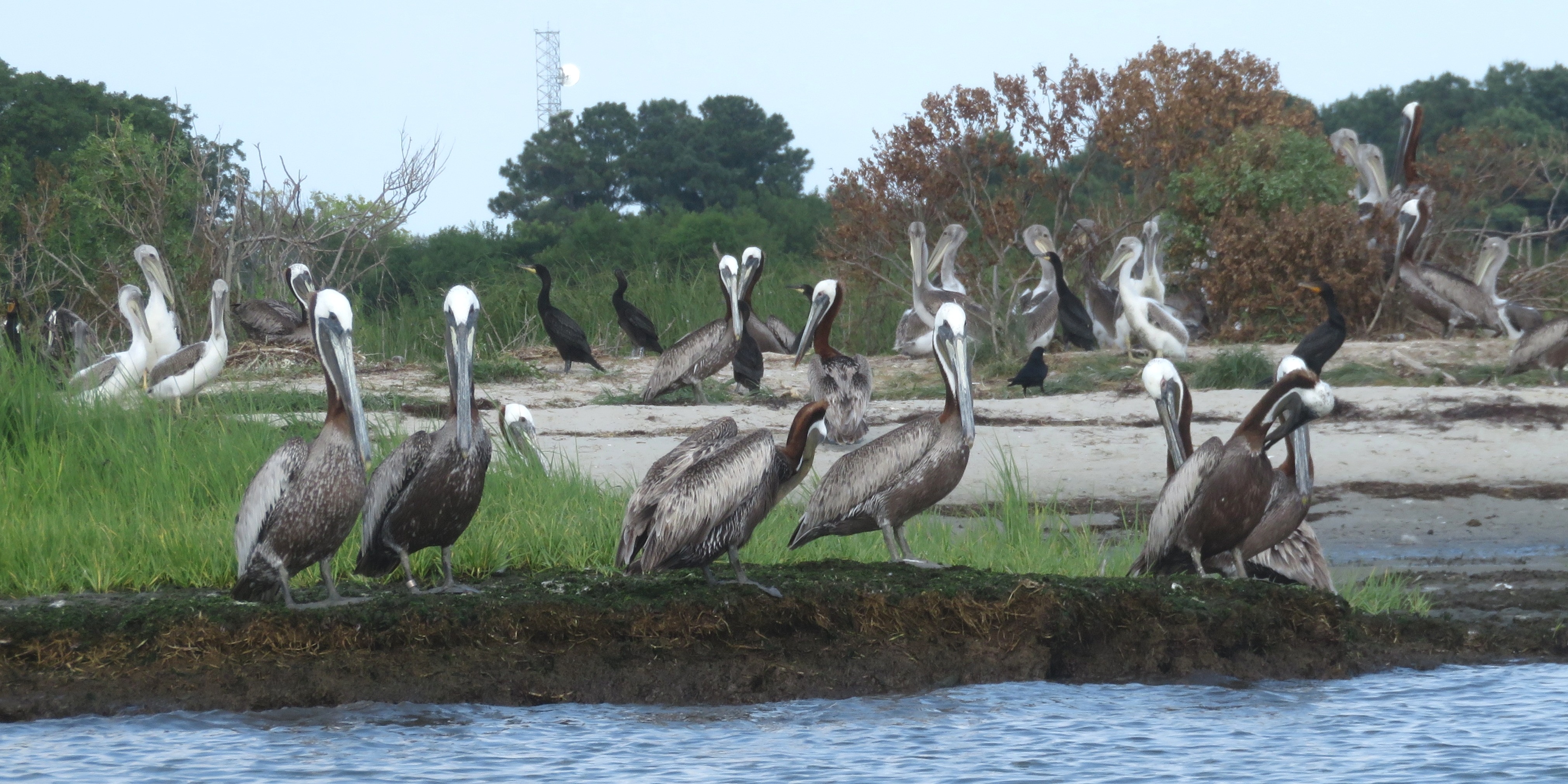 Brown pelican rookery