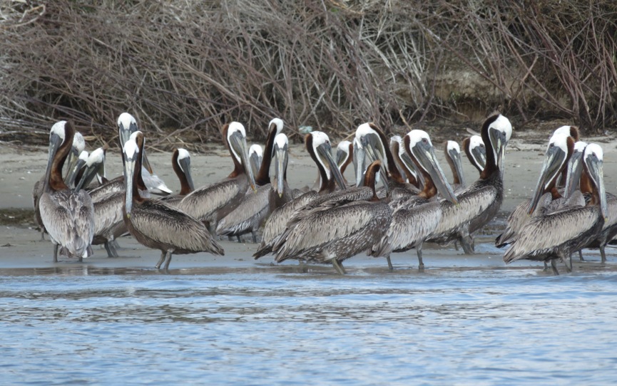 Dense group of pelicans standing in the water