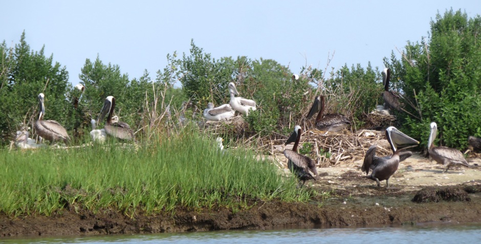 Pelicans at a nest