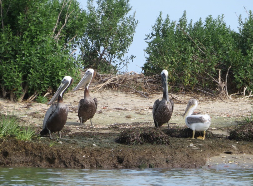 Three adults, a nest, and a small juvenile