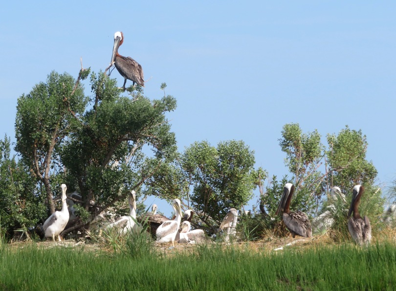 Juveniles below with an adult perched in a tree