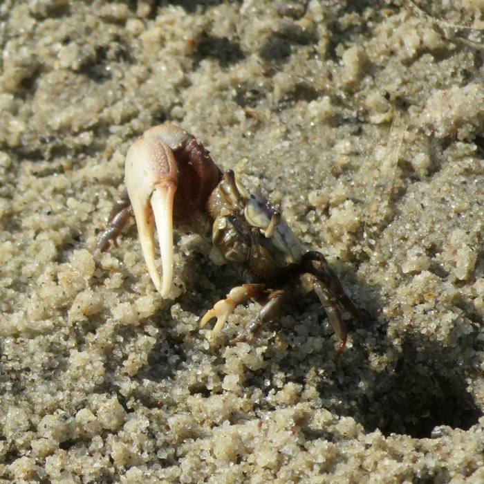 Fiddler crab next to hole