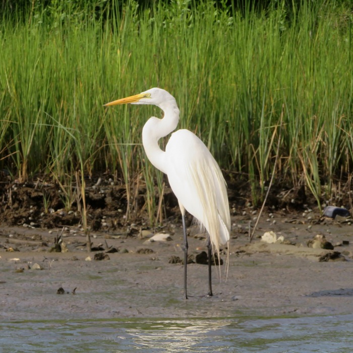 Side view of great egret