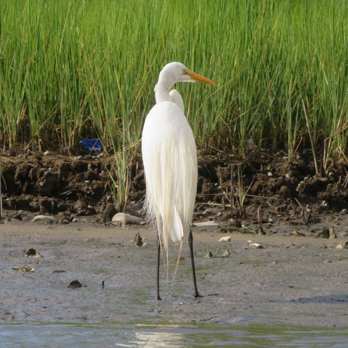 Same great egret turned away from camera