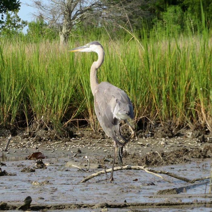 Great blue heron standing on one leg