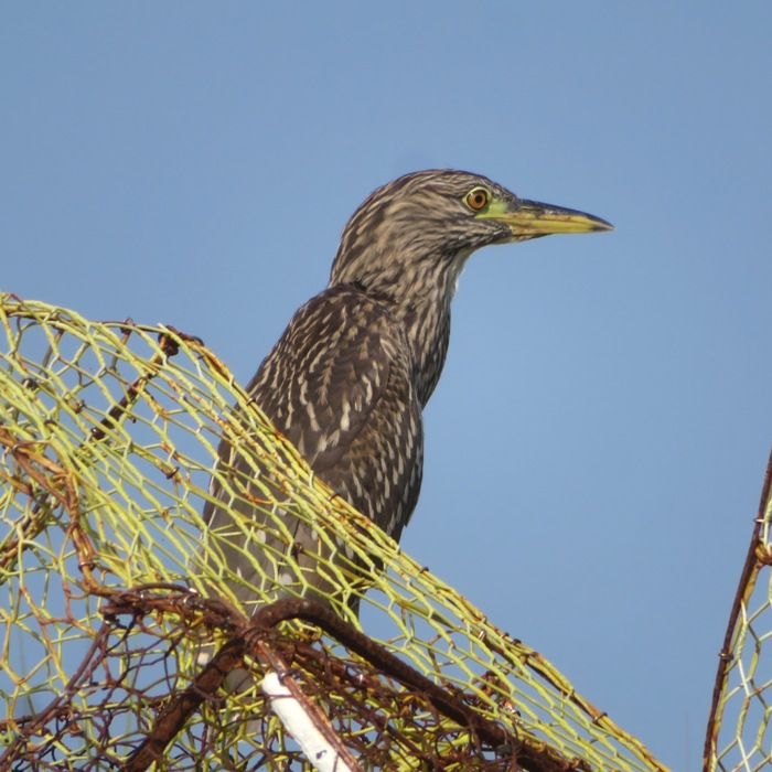 Juvenile black-crowned night heron