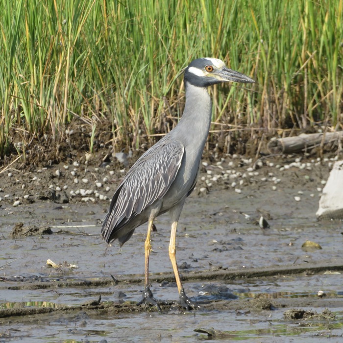 Yellow-crowned night heron