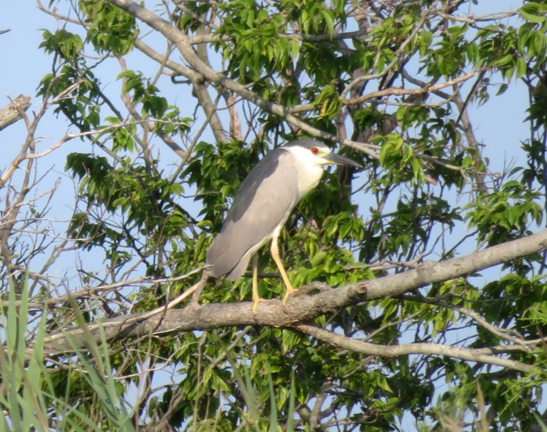 Black-crowned night heron in tree