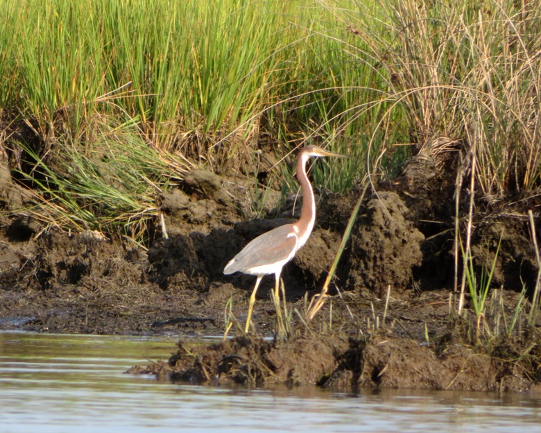 Tricolored heron