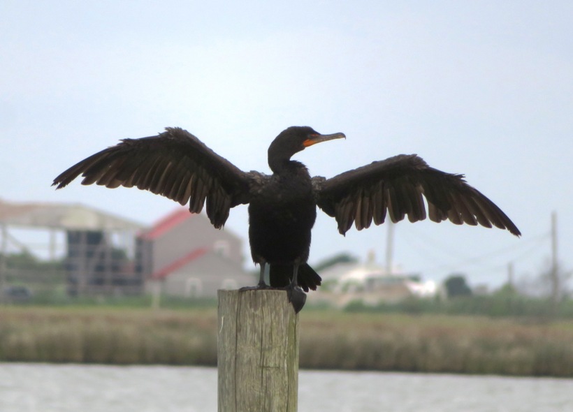 Cormorant on pile with wings spread