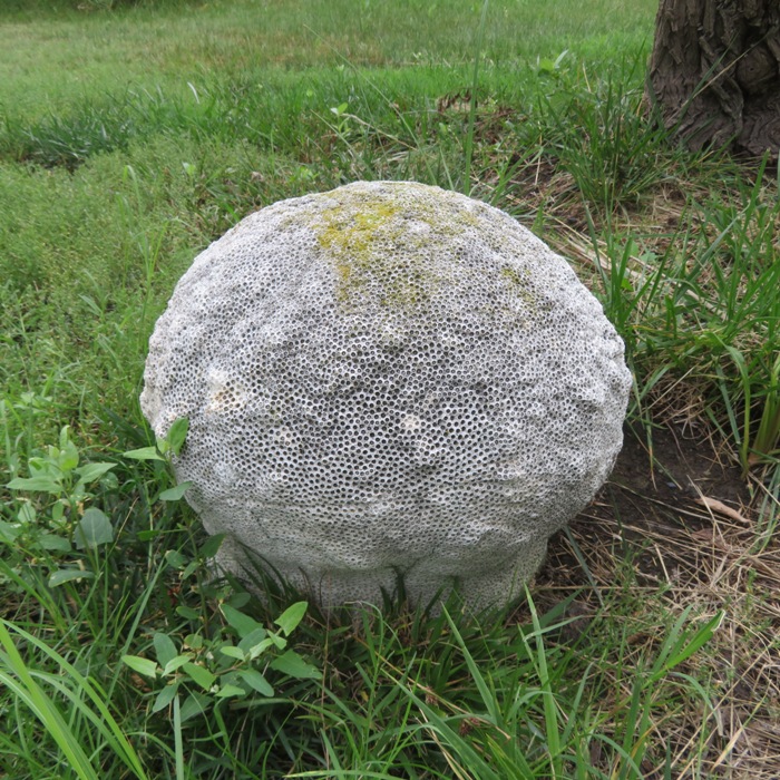 Huge, round coral