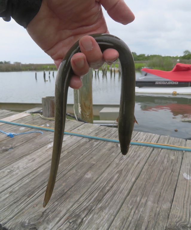 Me holding a dead eel