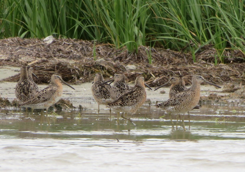 Several dowitchers on the shore