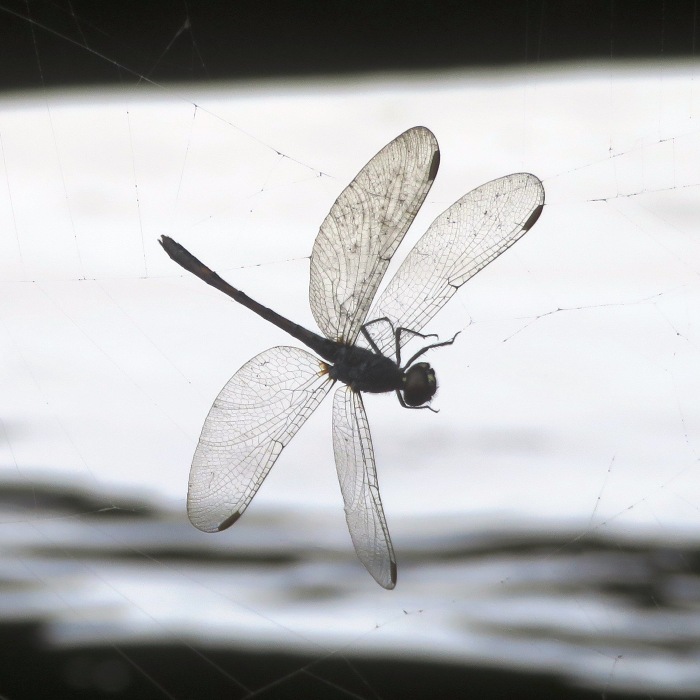 Dragonfly in spider's web