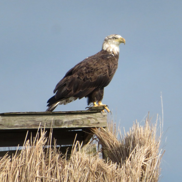 Eagle perched on duck blind