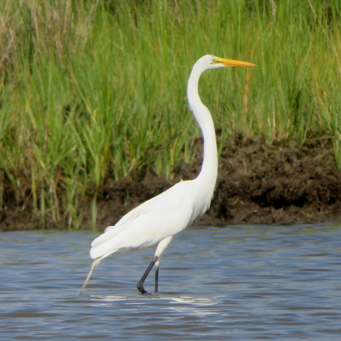 Great egret wading through the water