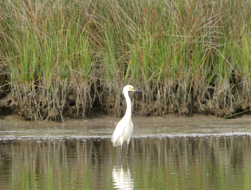 Snowy egret standing in the water