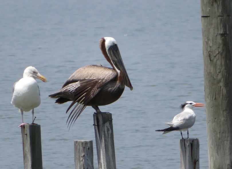 Seagull, brown pelican, and tern perched on piles