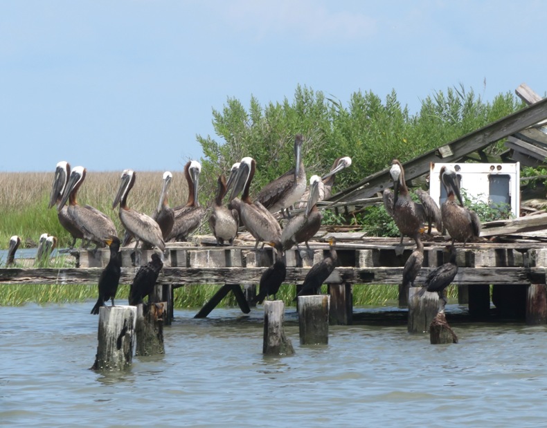 Brown pelicans and cormorants on some wooden ruins