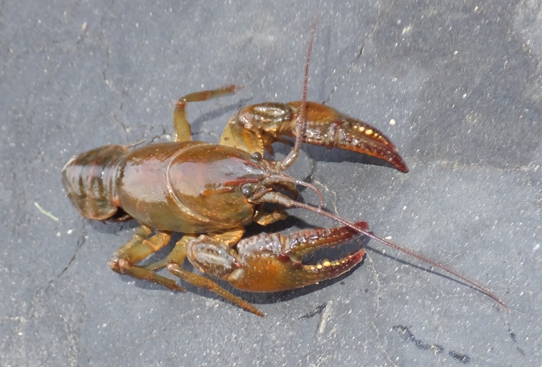 Crayfish on the ground