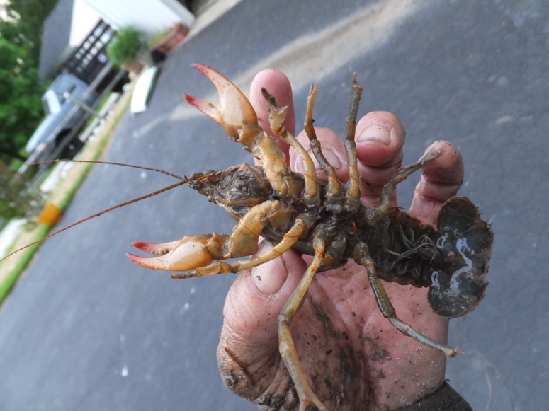 Holding a crayfish