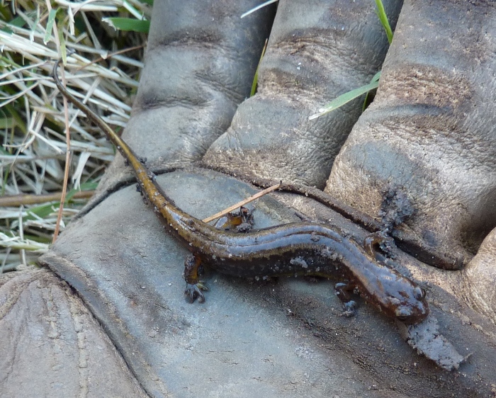 A northern two-lined salamander in my hand