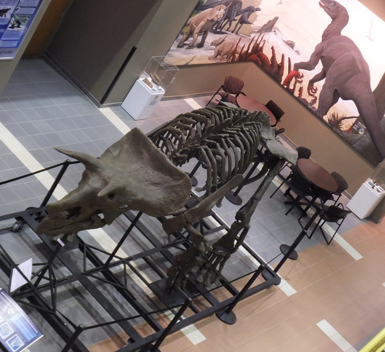 Triceratops skeleton, viewed from above