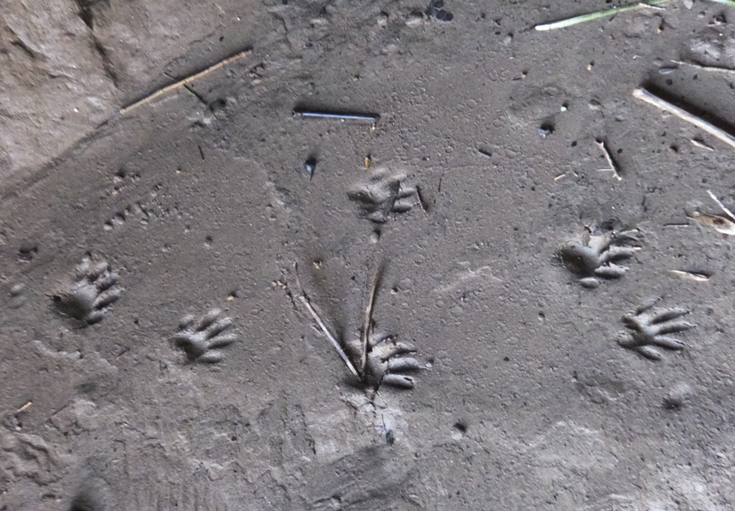 Animal footprints in mud